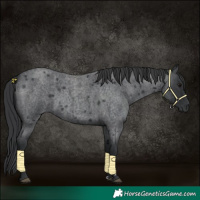 Horse Color:Blue Roan