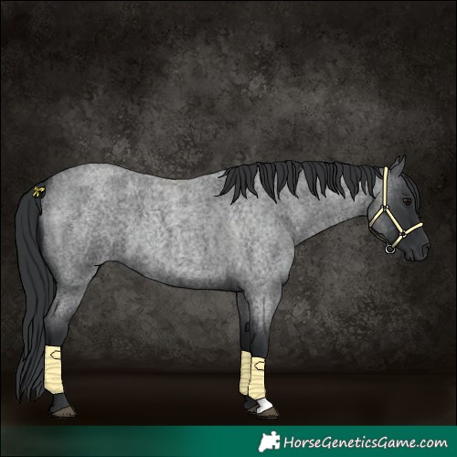 Horse Color:Blue Roan 