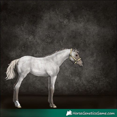 Horse Color:Silver Blue Roan