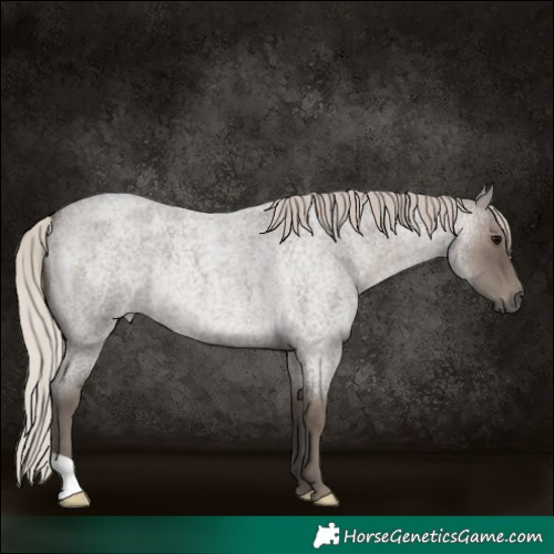 Horse Color:Silver Blue Roan