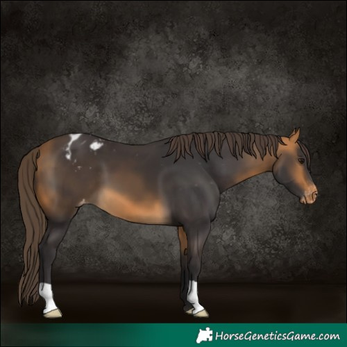 Horse Color:Buckskin Blanket 