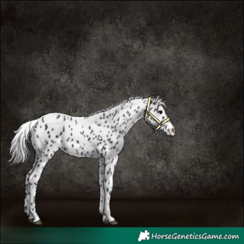 Horse Color:Black Appaloosa