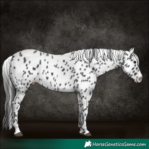 Horse Color:Black Leopard 