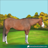 Horse Color:Bay Splash Appaloosa 
