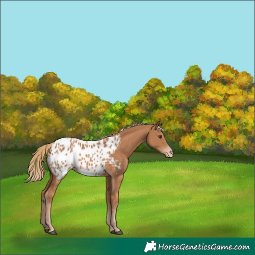Horse Color:Chestnut Appaloosa 