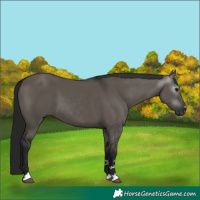 Horse Color:Gray Grullo 