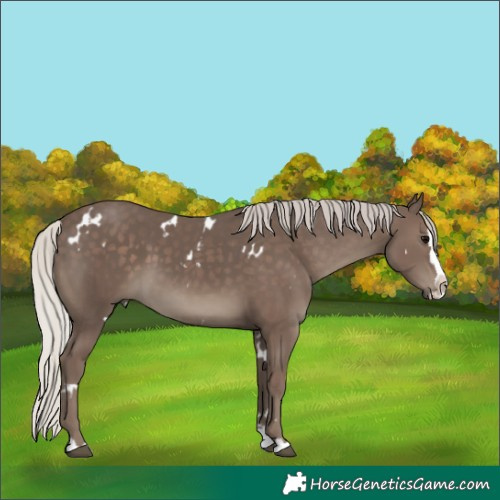 Horse Color:White Spotted Silver Black Splash