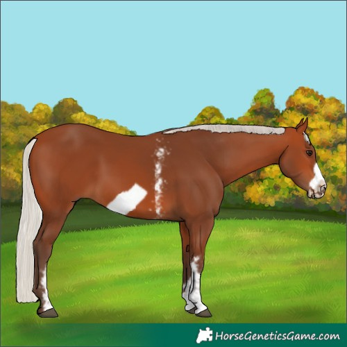 Horse Color:Silver Bay Sabino Frame Rabicano