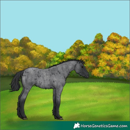 Horse Color:Blue Roan 