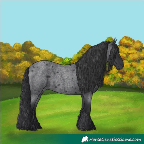 Horse Color:Blue Roan 