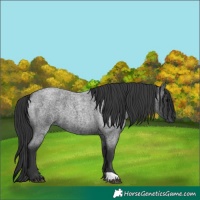 Horse Color:Blue Roan