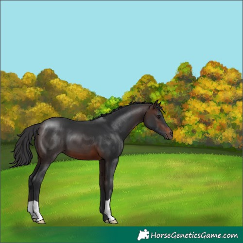 Horse Color:Brown 