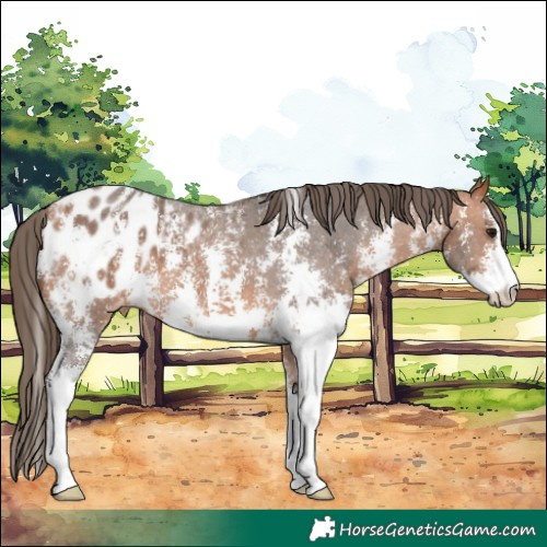 Horse Color:Bay Sabino Blanket