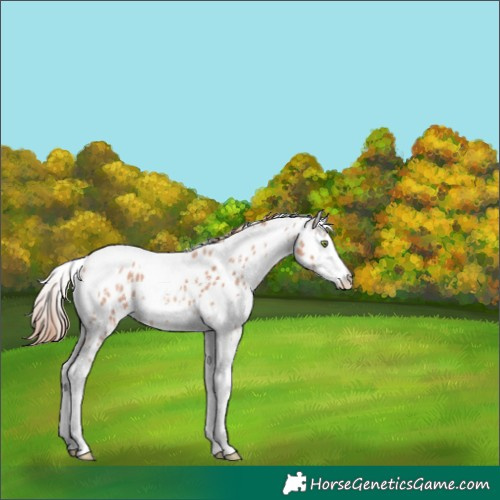 Horse Color:Gold Champagne Sabino Tobiano Appaloosa 