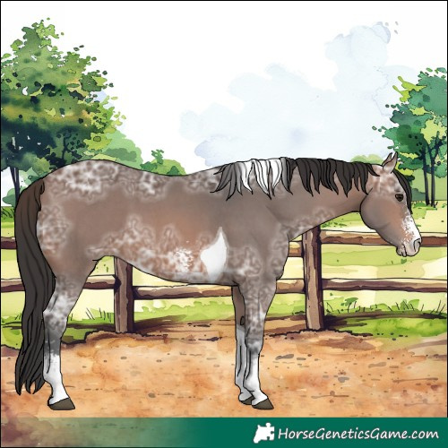 Horse Color:Brown Ice Sabino Tobiano