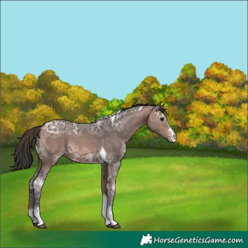Horse Color:Brown Ice Sabino Tobiano 