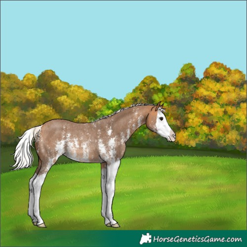 Horse Color:Silver Buckskin Sabino Splash Appaloosa Rabicano 