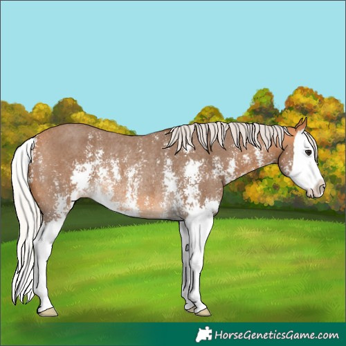 Horse Color:Silver Buckskin Sabino Splash Appaloosa Rabicano 