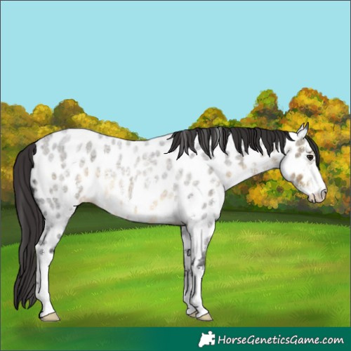 Horse Color:Buckskin Roan Sabino Appaloosa Rabicano