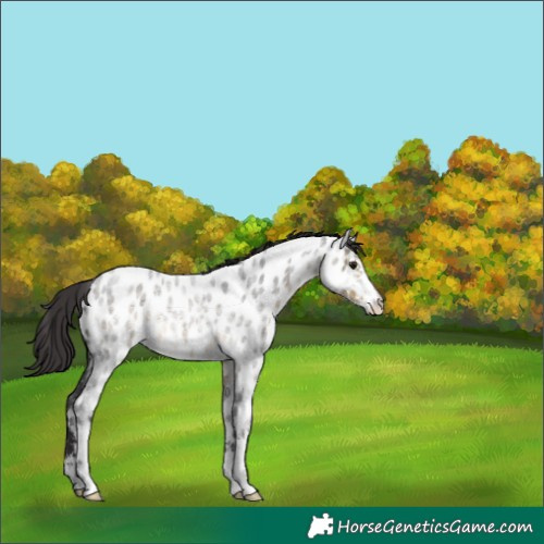 Horse Color:Buckskin Roan Sabino Appaloosa Rabicano 