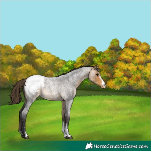 Horse Color:Buckskin Roan Sabino Appaloosa Rabicano 