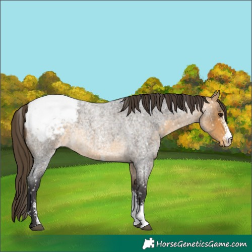 Horse Color:Buckskin Roan Sabino Appaloosa Rabicano 