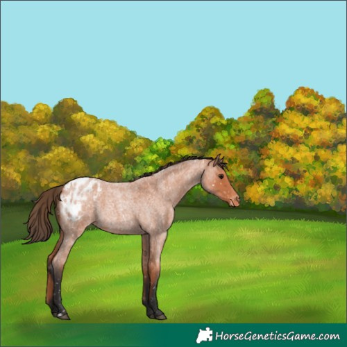 Horse Color:Bay Roan Appaloosa 