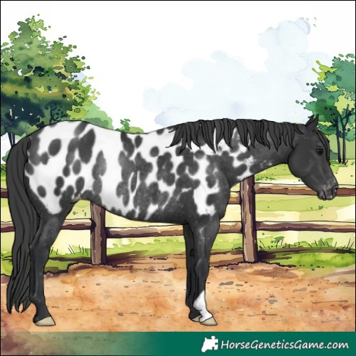 Horse Color:Black Blanket Rabicano 