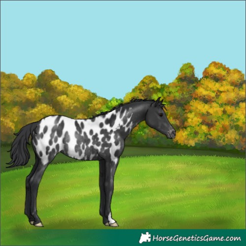 Horse Color:Black Appaloosa Rabicano 