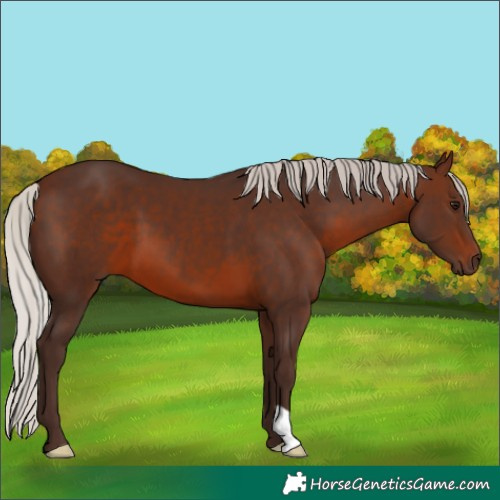 Horse Color:Silver Brown 