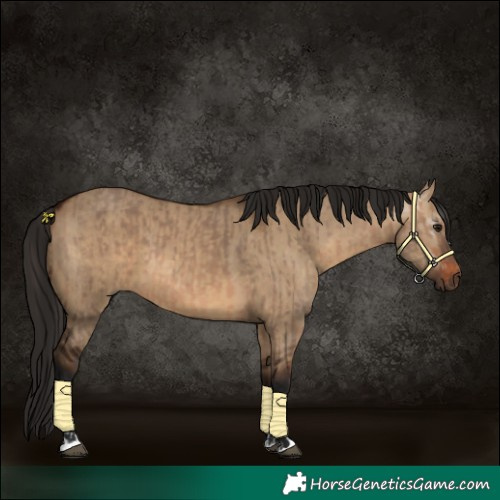Horse Color:Bay Dun  and Gray Bay Dun 