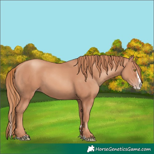 Horse Color:Gold Champagne Splash 