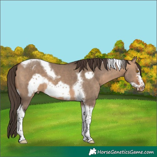 Horse Color:Bay Dun Tobiano Frame Appaloosa 