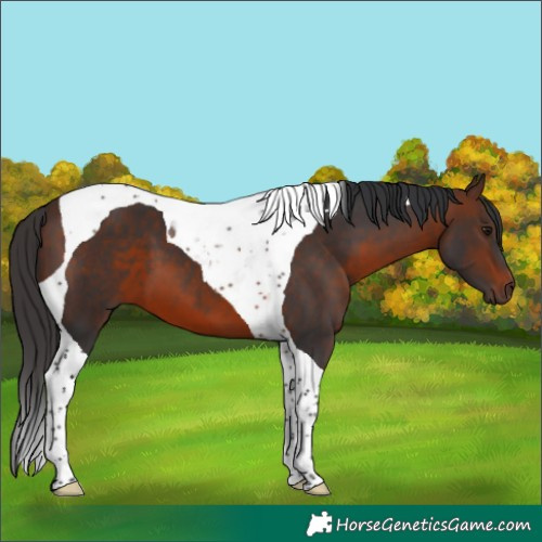 Horse Color:Brown Tobiano