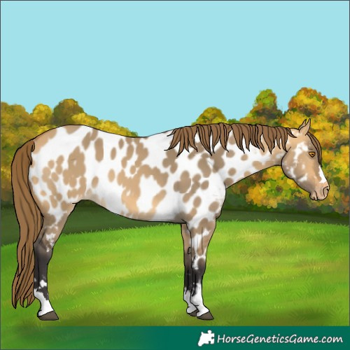 Horse Color:Buckskin Dun Near Leopard