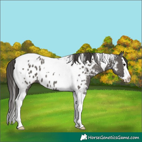 Horse Color:Grullo Splash Tobiano Near Leopard 