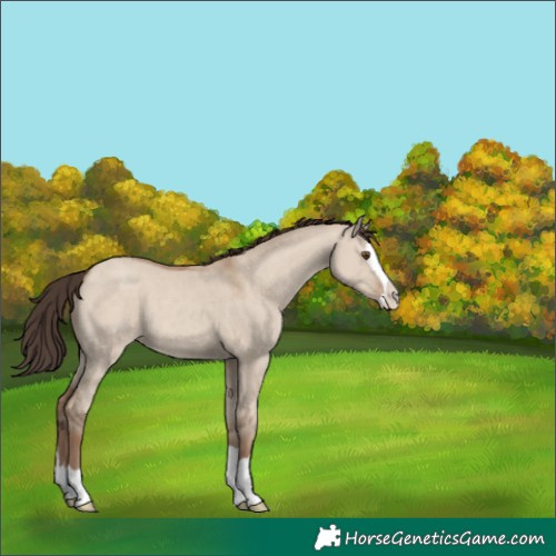 Horse Color:Classic Champagne Dun Splash Rabicano 