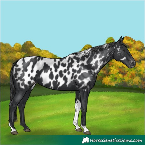 Horse Color:Black Tobiano Near Leopard