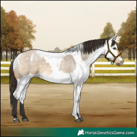 Horse Color:Buckskin Roan Dun and White Spotted Buckskin Roan Dun