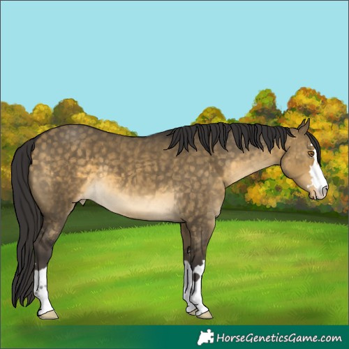 Horse Color:Buckskin Dun Varnish 
