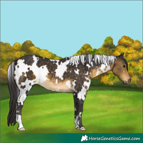 Horse Color:White Spotted Buckskin