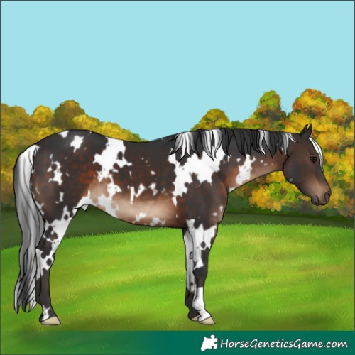 Horse Color:White Spotted Brown