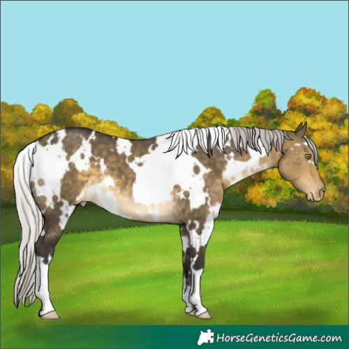 Horse Color:White Spotted Silver Buckskin Dun Varnish