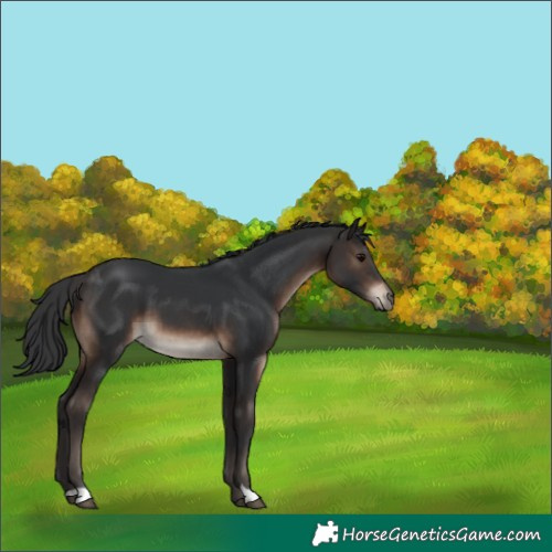 Horse Color:Brown 
