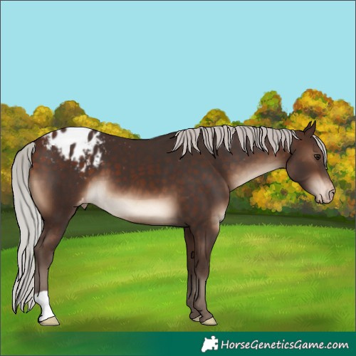 Horse Color:Silver Brown Appaloosa 