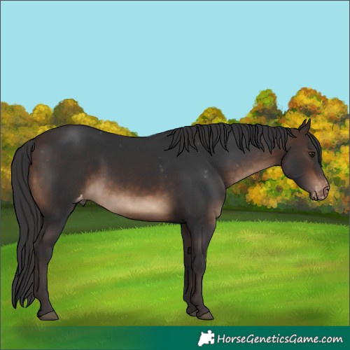 Horse Color:Brown Appaloosa