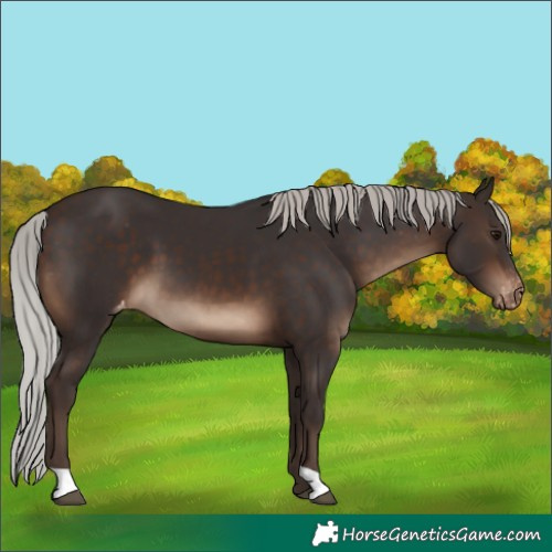 Horse Color:Silver Brown Varnish