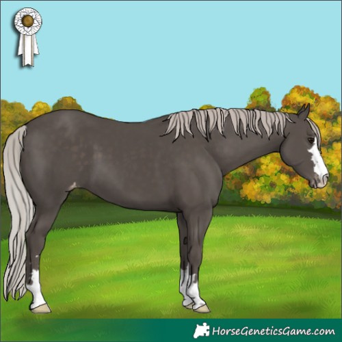 Horse Color:Silver Black Appaloosa