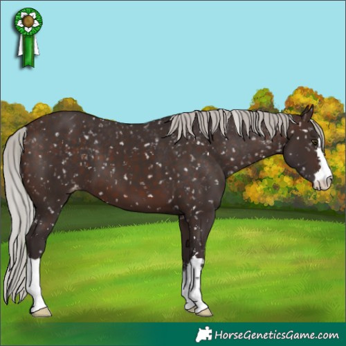 Horse Color:Silver Brown Appaloosa