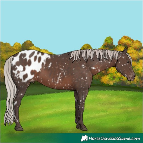 Horse Color:White Spotted Silver Black Blanket 